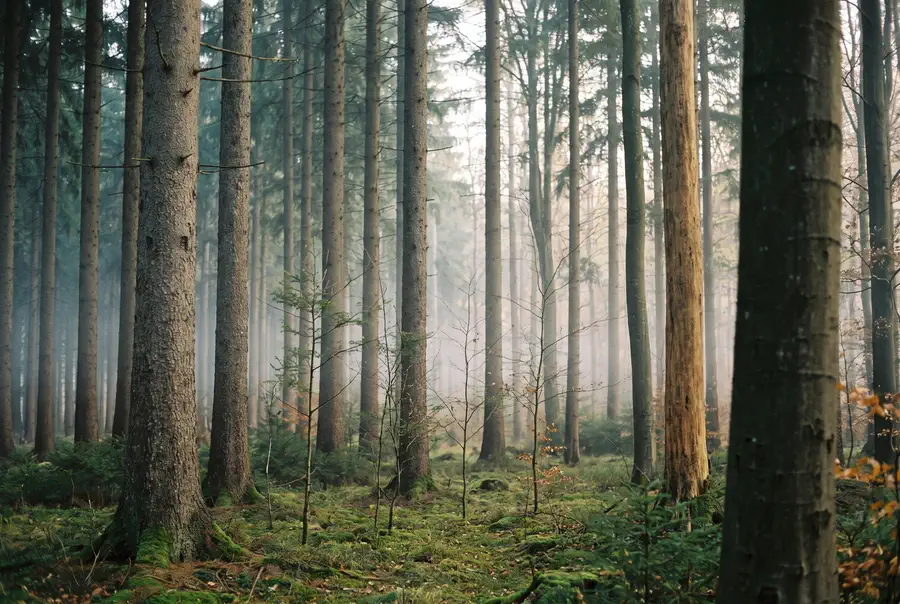 Bewirtschafteter Mischwald aus Fichten und Buchen im Morgenlicht